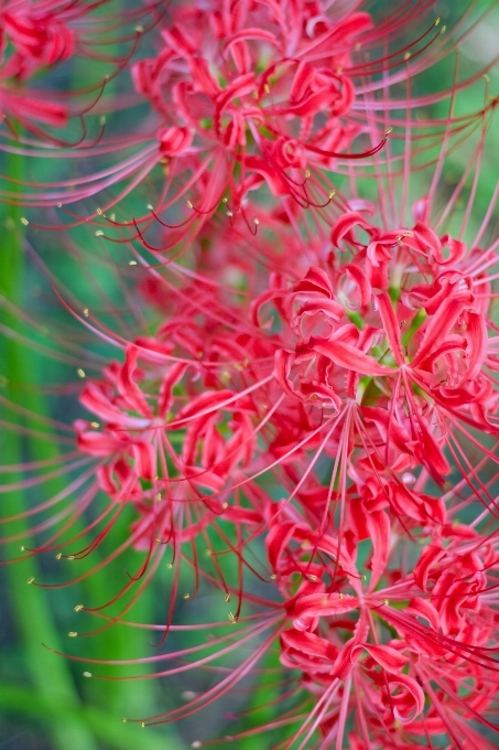 Higanbana
 花 開花植物
 赤