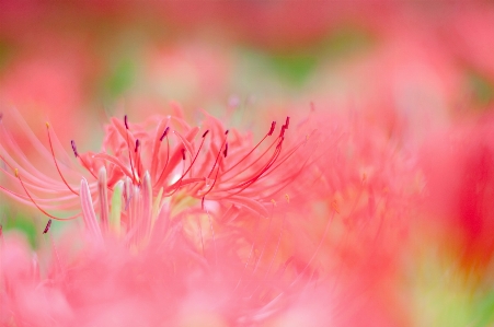 Higanbana
 ピンク 赤 花 写真