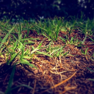 Flower grass green plant Photo