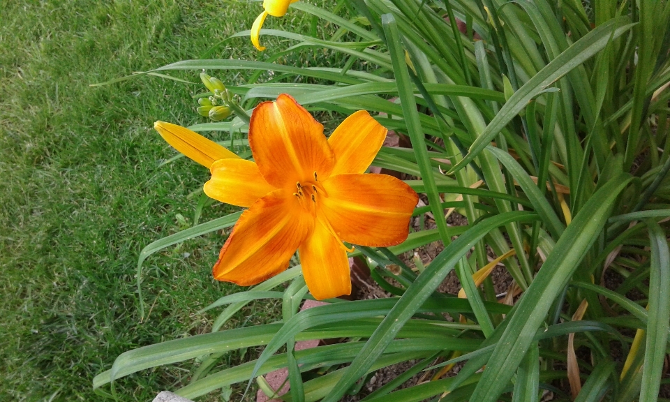 花 盛开 春天 夏天