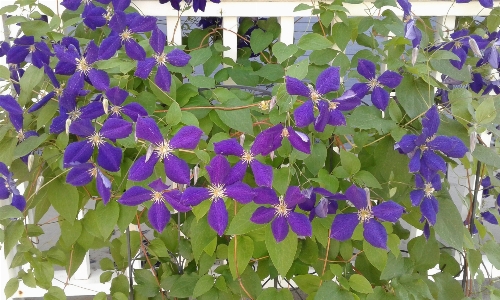 Photo Clématite
 couverture violet fleurs