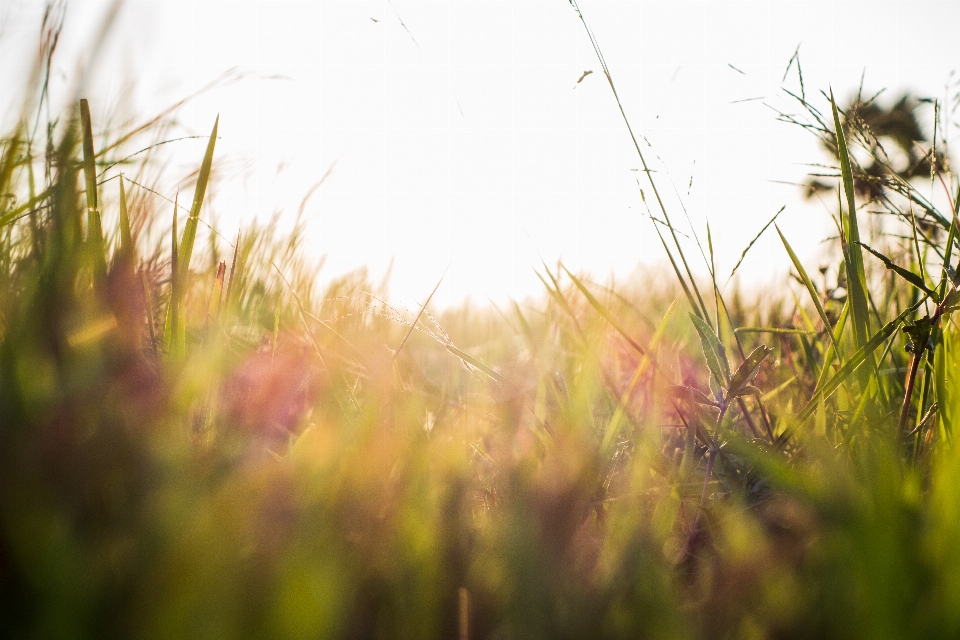 View nature grass sky