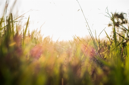 View nature grass sky Photo