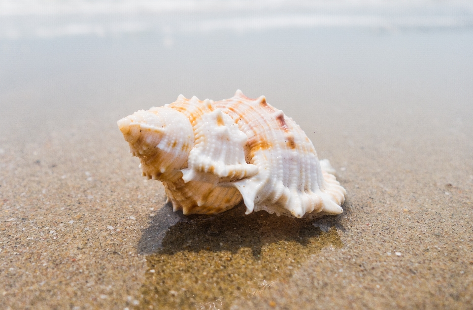 View shell conch sand