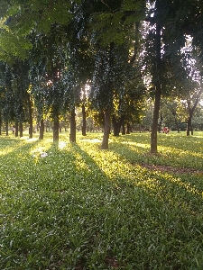 Natural tree nature landscape Photo