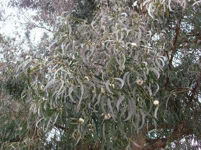 Eucalyptus acorn leafs plant Photo