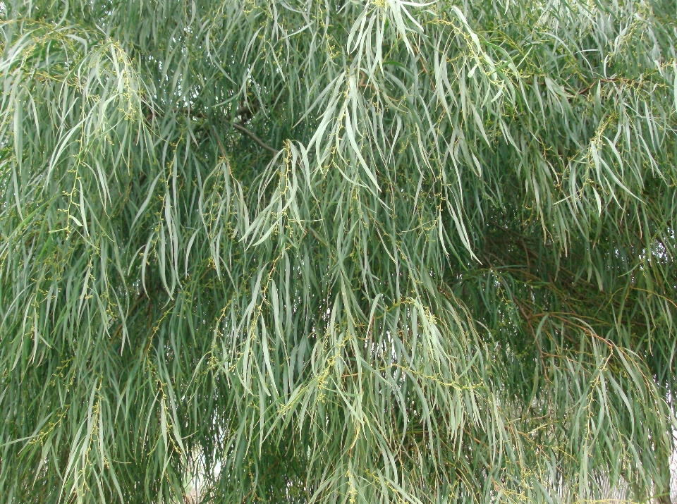 Eucalyptus young leafs grass