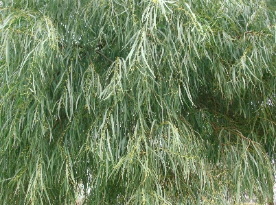 Eucalyptus young leafs grass Photo