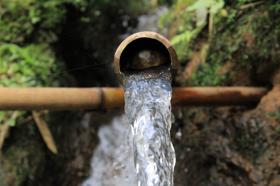 Air bambu tradisional tanaman