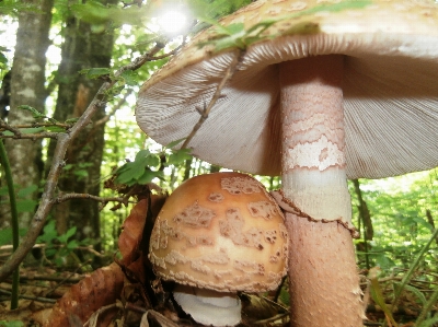 Mushrooms nature green summer Photo