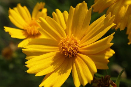 Foto Amarelo flor macro fechar-se
