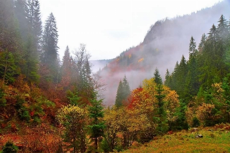 Natural nature tree landscape Photo