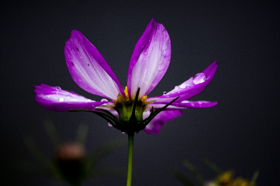 Fleur plante à fleurs
 pétale usine