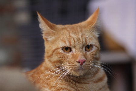 Orange tabby cat mammal Photo