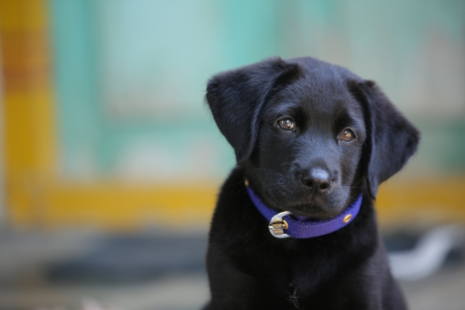 Labrador welpe hund wirbeltier
