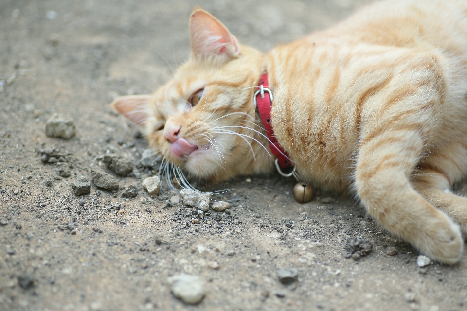 オレンジ ぶち
 猫 小型から中型の猫
