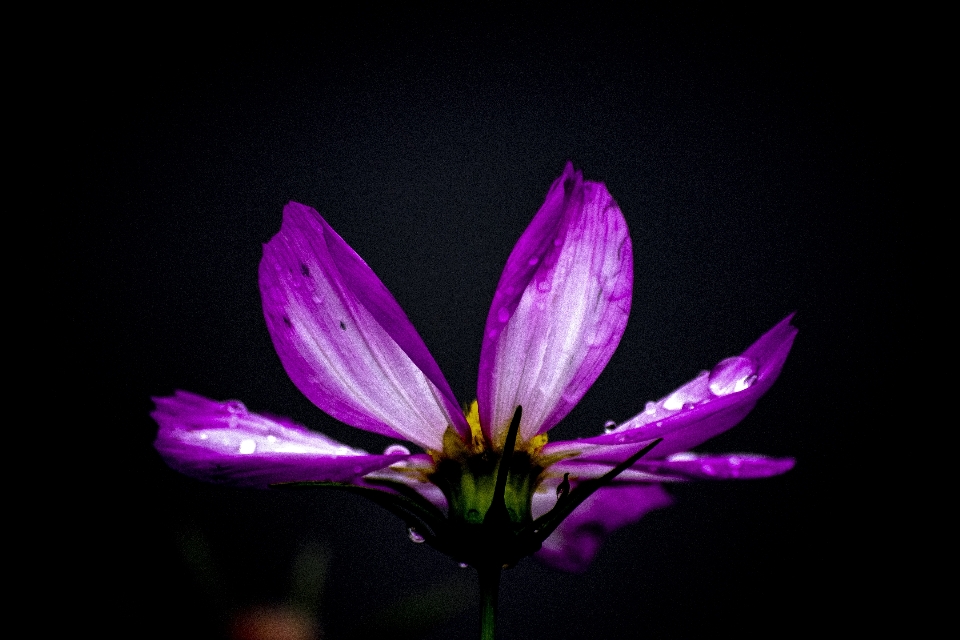 Cosmos flower flowering plant petal