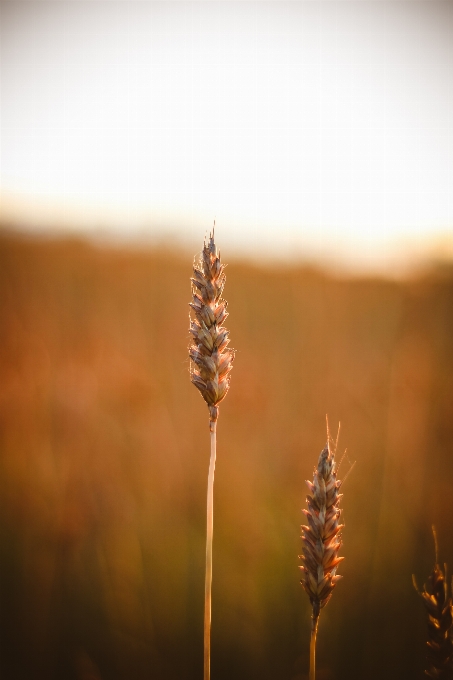 Wheat field summer autumn