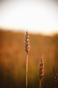 Wheat field summer autumn Photo