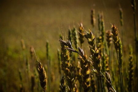 Wheat field summer autumn Photo