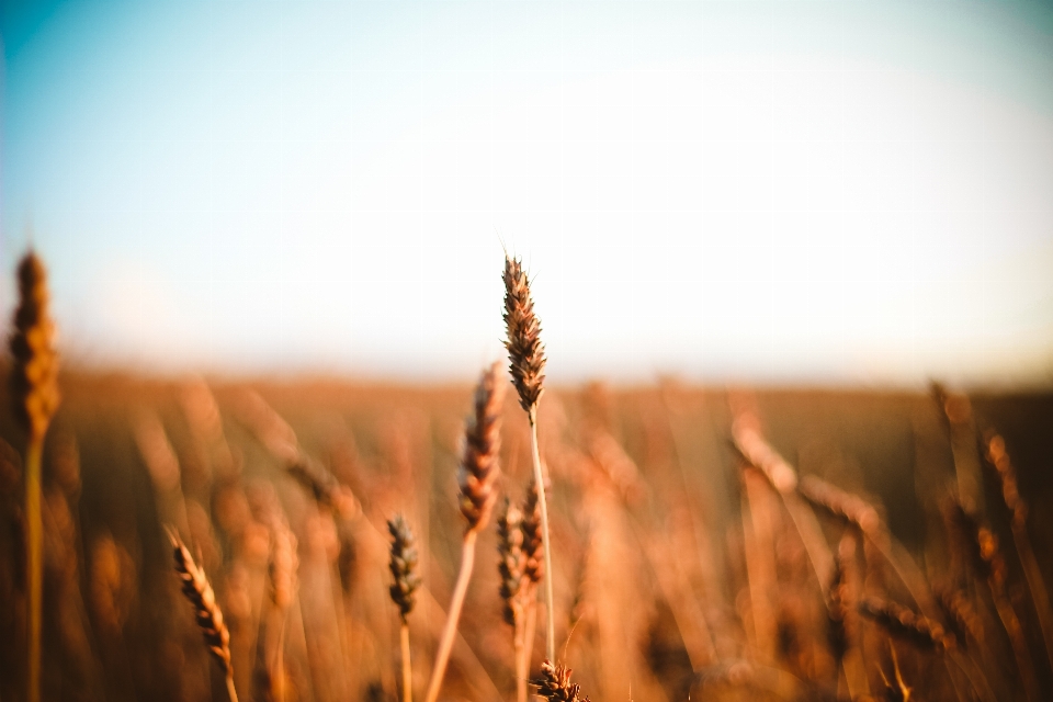 Wheat field summer autumn