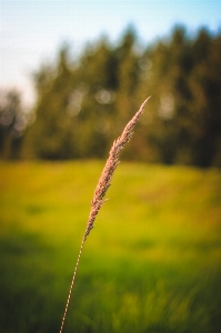 Ear field summer autumn Photo