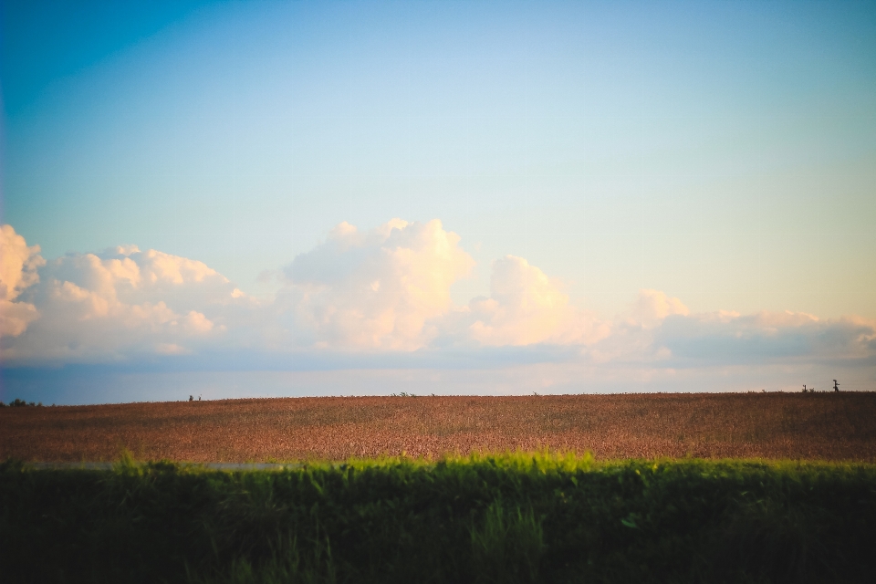 Field summer autumn harvest