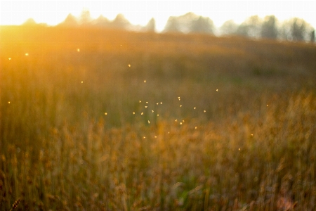 Field summer autumn harvest Photo