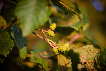 Nature trees foliage leaves Photo