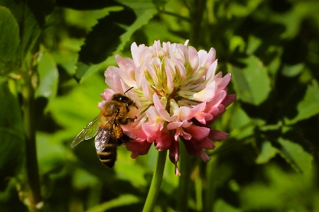 Grass clover greens pink Photo