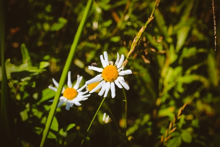 Daisy flower grass nature Photo