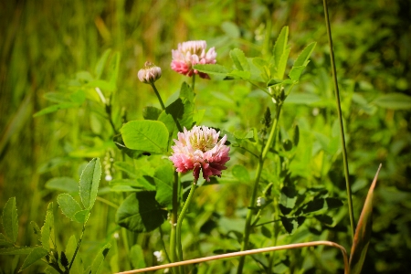 Grass clover greens pink Photo