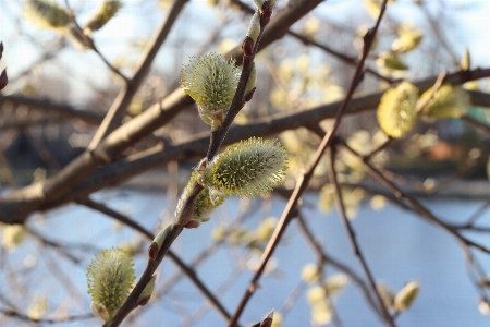 Nature trees buds spring Photo