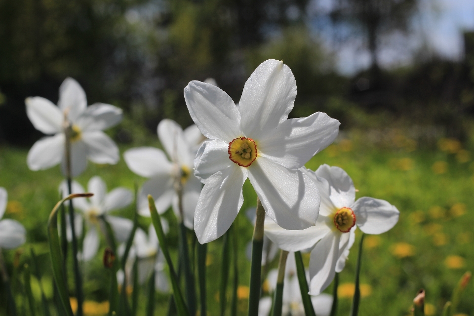 Nature flowers white green