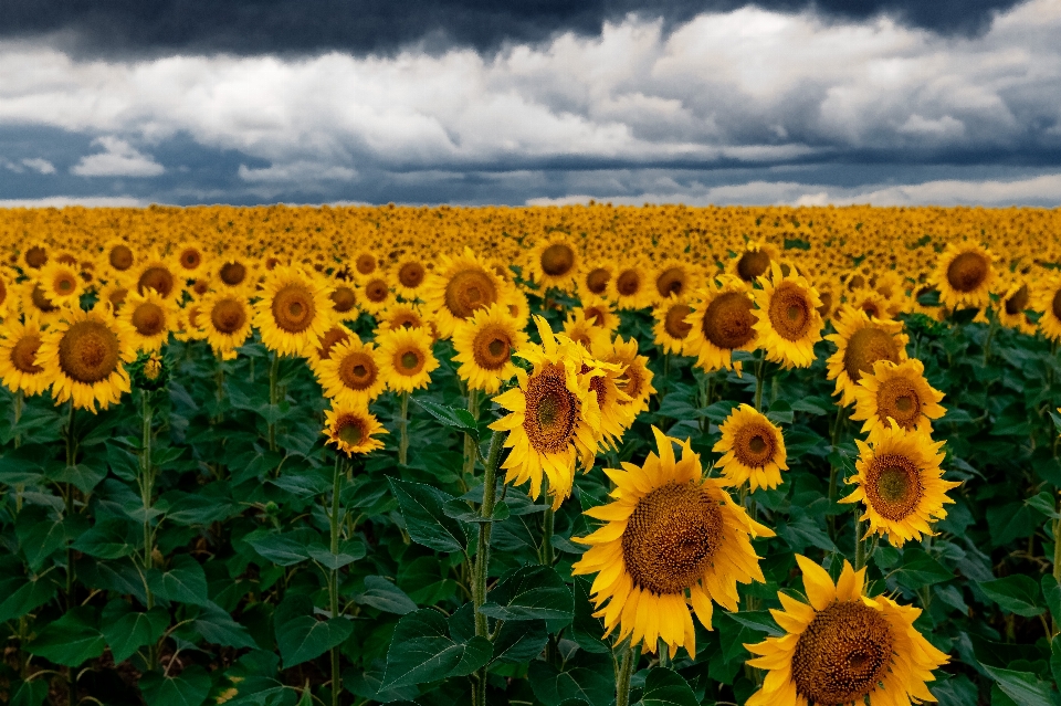 Girasol campo cielo nube