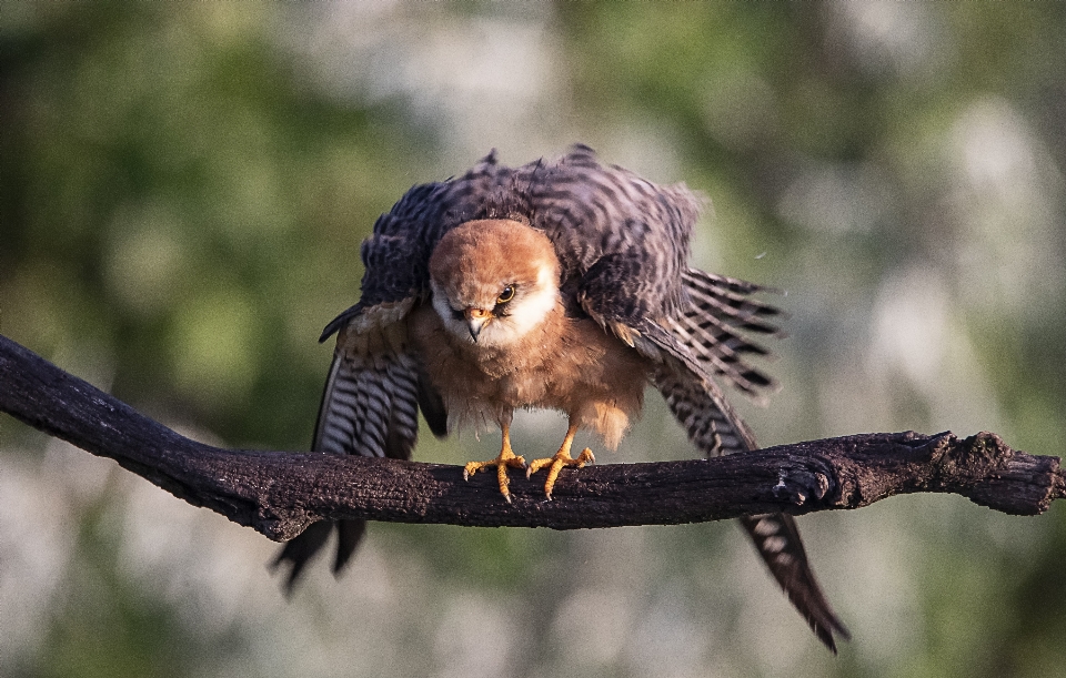 Tier natur falcon morgen