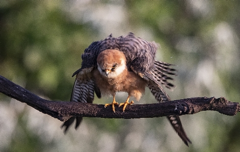 Foto Satwa alam falcon pagi