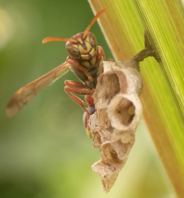 Serangga makro invertebrata hama