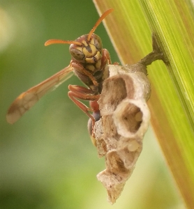 Foto Inseto macro invertebrado praga