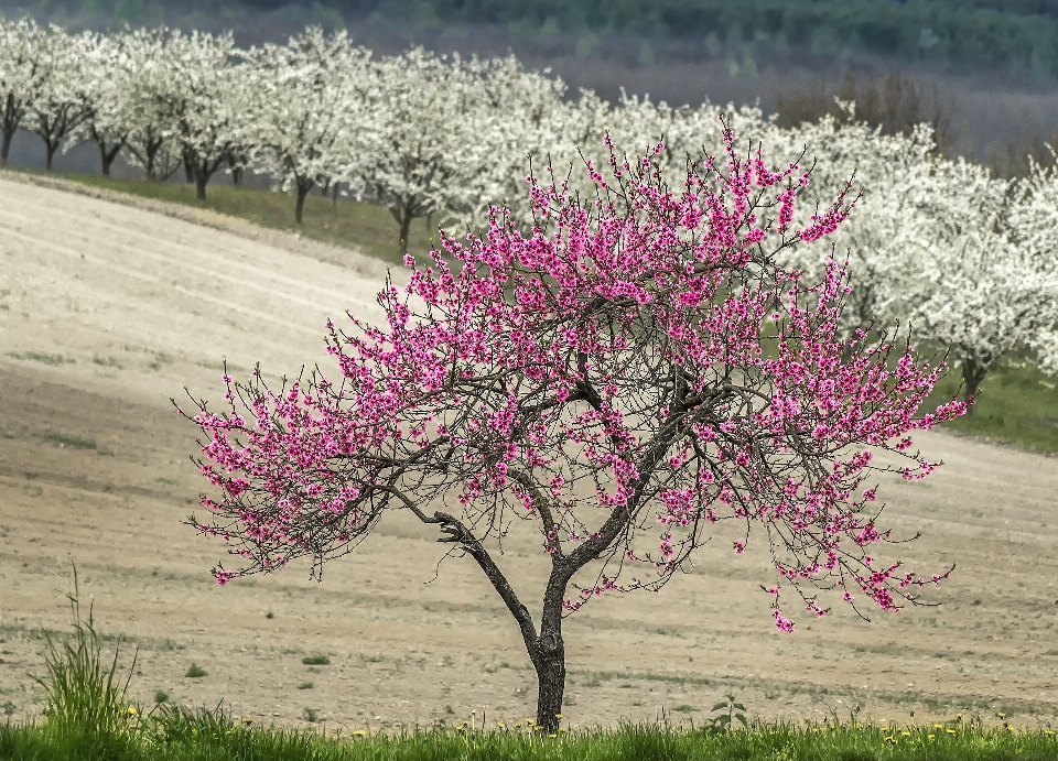 Gratuito primavera natura colore