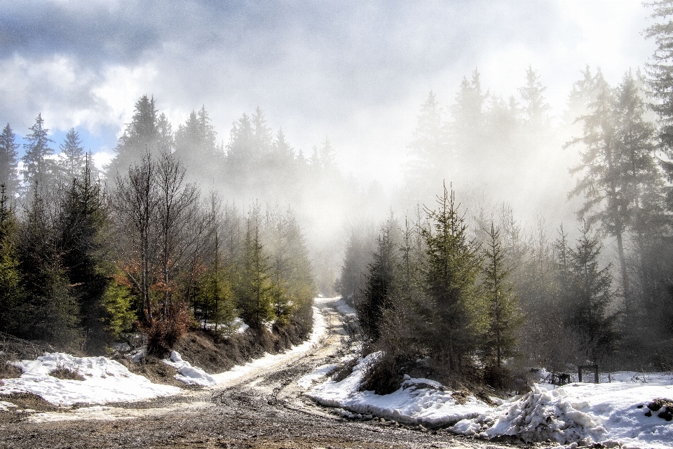 Natura krajobraz drzewo sosna