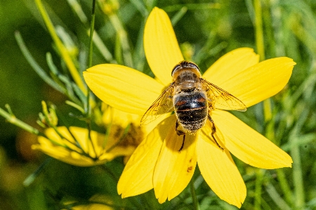 Foto Inseto flor amarelo abelha