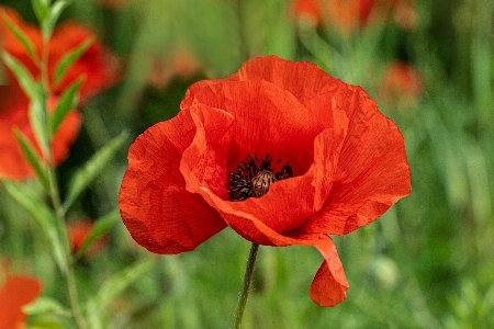 Foto Amapola flor naturaleza rojo