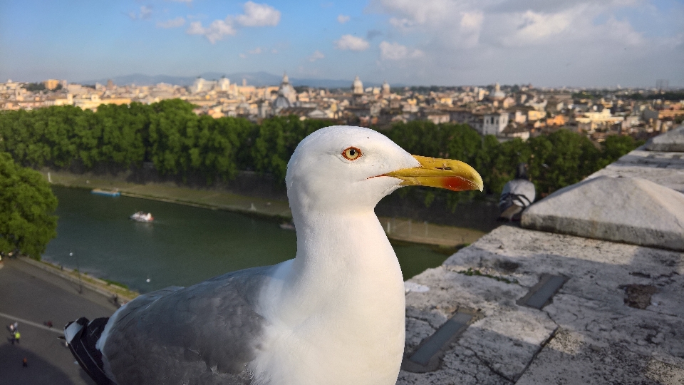 ローマ カモメ 動物 鳥