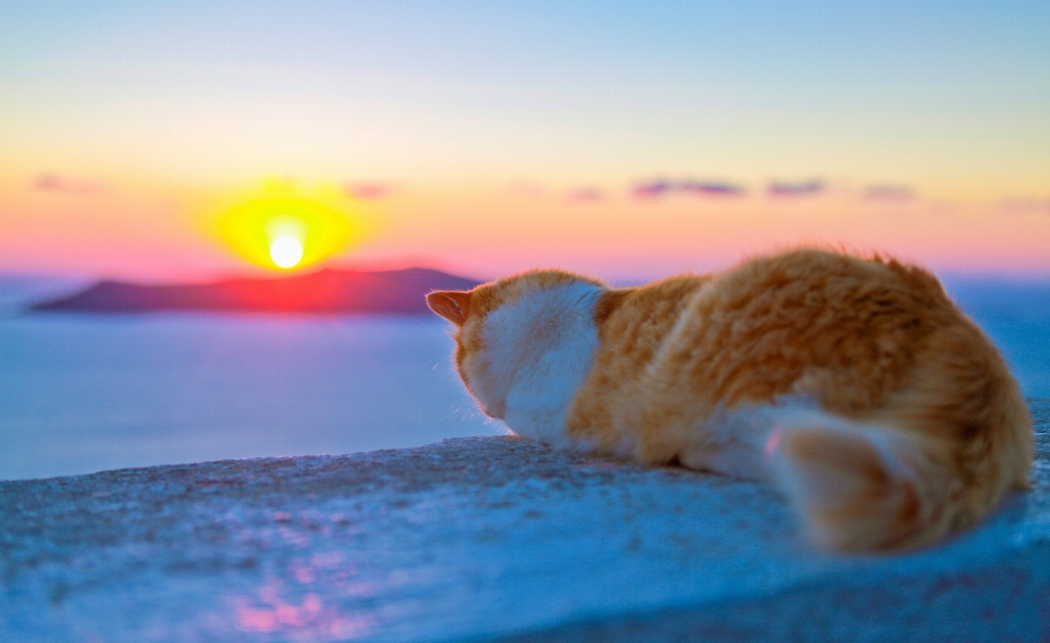 圣托里尼岛
 猫 天空 猫科动物
