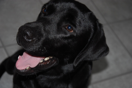 Foto Labrador preto
 cachorro bonitinho raça de cachorro
