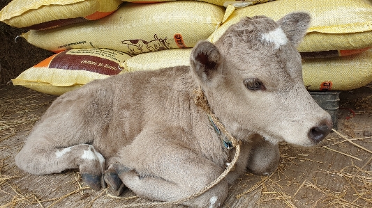 Foto Animali bovino
 vitello muso
