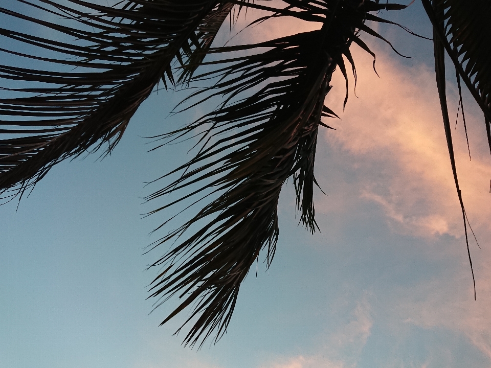 Trees leaves sky clouds