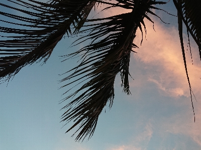 Trees leaves sky clouds Photo