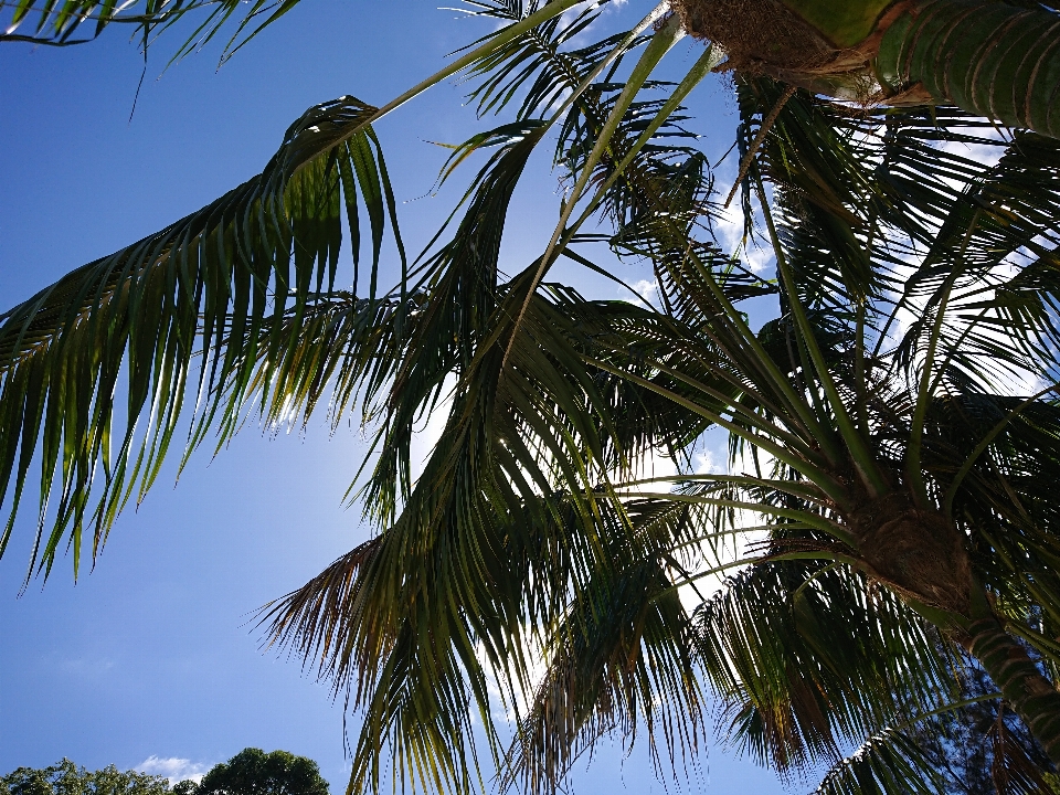 Palmier arbre ciel ensoleillé